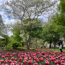 Nelson Park - Holland