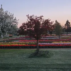 Veldheer Tulip Gardens - Holland
