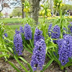 Veldheer Tulip Gardens - Holland