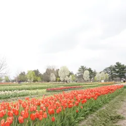 Veldheer Tulip Gardens - Holland