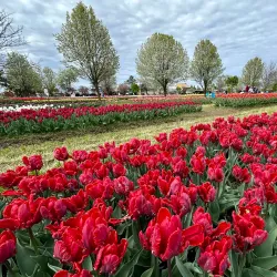Veldheer Tulip Gardens - Holland