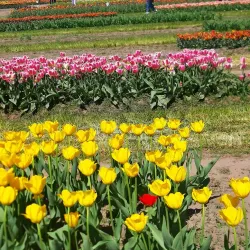 Veldheer Tulip Gardens - Holland