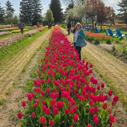 Veldheer Tulip Gardens - Holland