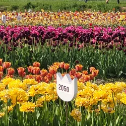 Veldheer Tulip Gardens - Holland