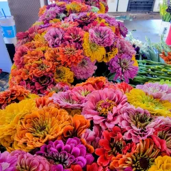 Kalamazoo Valley Community College Farmers Market - Kalamazoo