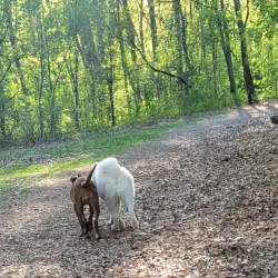 Orion Oaks County Park - Lake Orion