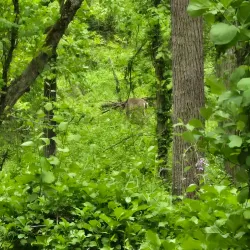 Fenner Nature Center - Lansing