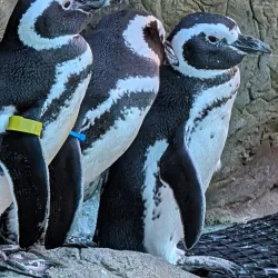 Potter Park Zoo - Lansing