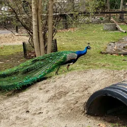 Potter Park Zoo - Lansing