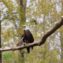 Potter Park Zoo - Lansing