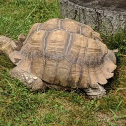 Potter Park Zoo - Lansing
