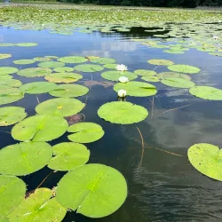 Addison Oaks County Park - Madison Heights