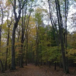 Burchfield Park - Mason