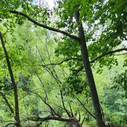 Burchfield Park - Mason