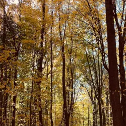 Burchfield Park - Mason