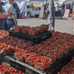 Midland Farmers Market - Midland