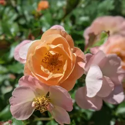 Midland Farmers Market - Midland