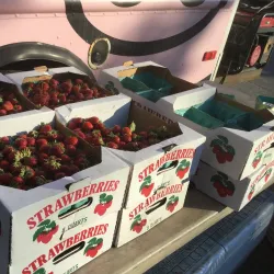 Midland Farmers Market - Midland