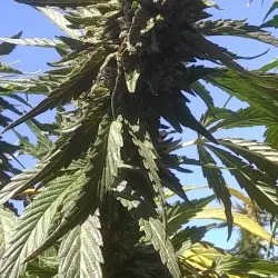 Downtown Mount Pleasant - Mount Pleasant