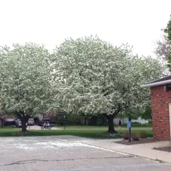 Downtown Mount Pleasant - Mount Pleasant