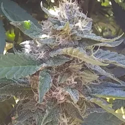 Downtown Mount Pleasant - Mount Pleasant