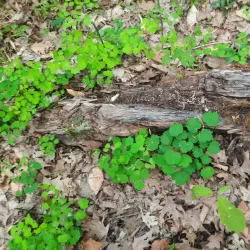 Pine River Trail - Mount Pleasant