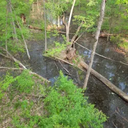 Pine River Trail - Mount Pleasant