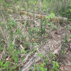 Pine River Trail - Mount Pleasant