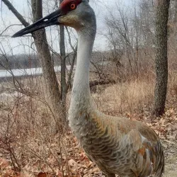 Kensington Metropark - Novi