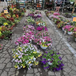 Novi Farmers Market - Novi