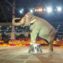 The Suburban Collection Showplace - Novi