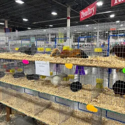 The Suburban Collection Showplace - Novi