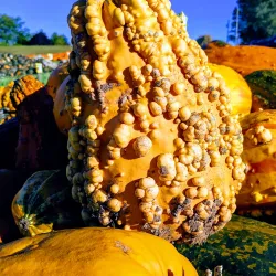 Petoskey Farmers Market - Petoskey