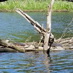 Rogue River Trail - Rockford