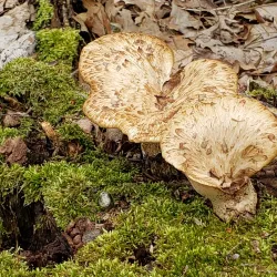 Bear Creek Nature Park - Royal Oak