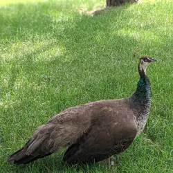 Detroit Zoo - Royal Oak