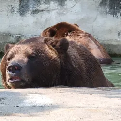Detroit Zoo - Royal Oak