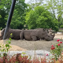 Detroit Zoo - Royal Oak