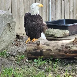 Saginaw Children's Zoo - Saginaw