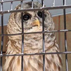 Saginaw Children's Zoo - Saginaw