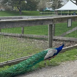 Saginaw Children's Zoo - Saginaw