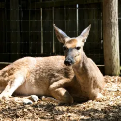 Saginaw Children's Zoo - Saginaw