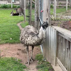 Saginaw Children's Zoo - Saginaw