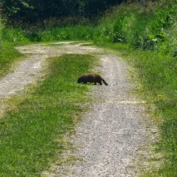 Shiawassee National Wildlife Refuge - Saginaw