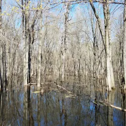 Shiawassee National Wildlife Refuge - Saginaw