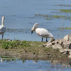 Shiawassee National Wildlife Refuge - Saginaw