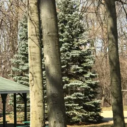 Downtown Saint Johns - Saint Johns