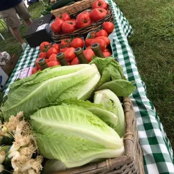 Shelby Township Farmers Market - Shelby Township