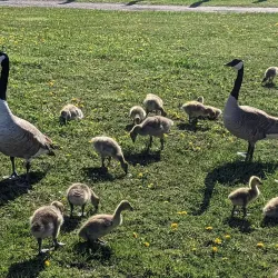 Crosswinds Marsh Preserve - Southfield