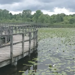 Crosswinds Marsh Preserve - Southfield